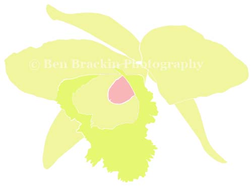 Green Lace by Ben Brackin